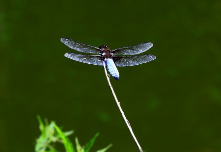 Устремление