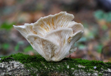 Лесная ваза